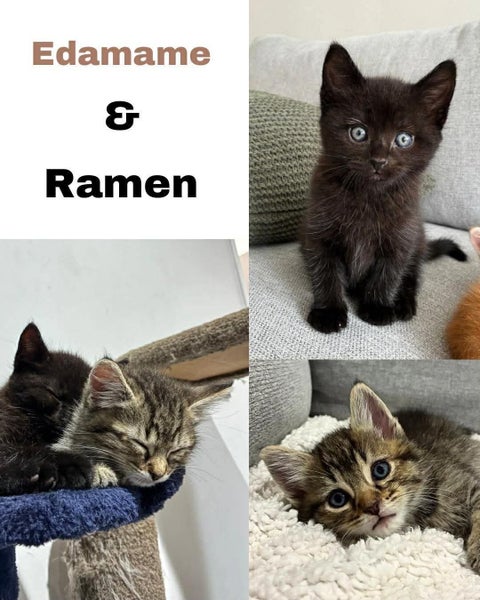 2 rescue kittens Edamame & Udon Carousel 1
