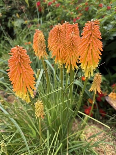 KNIPHOFIA apricot Carousel 1