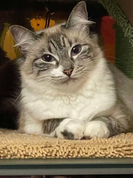 Rescue Cat Fluffy - please read ad carefully Carousel 1