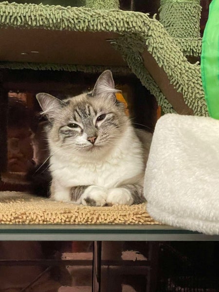 Rescue Cat Fluffy - please read ad carefully Carousel 2