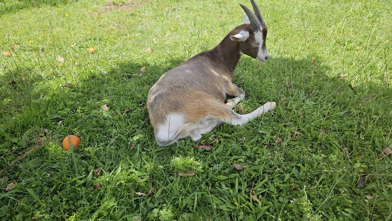 Goat for sale64812532414465112