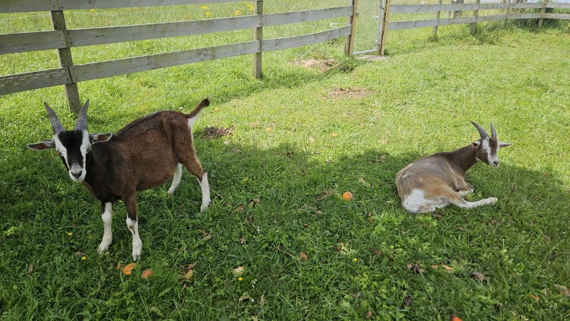 Goat for sale64812532414465111