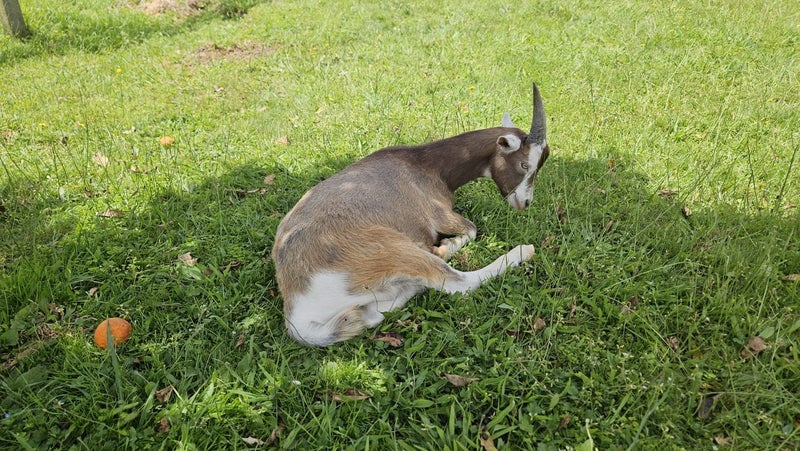 Goat for sale64812532414465113