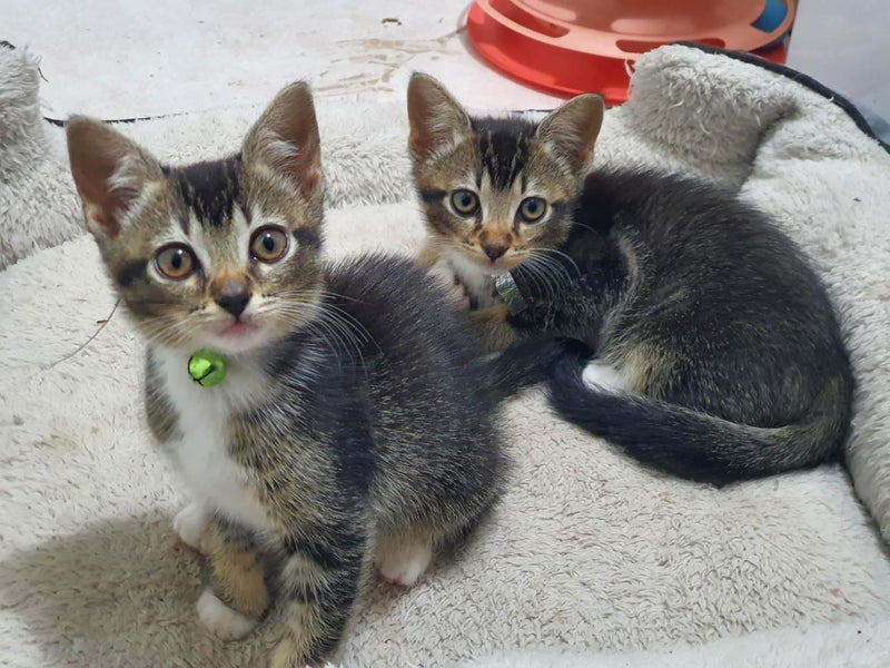 Beautiful kittens for free -friendly Carousel 1