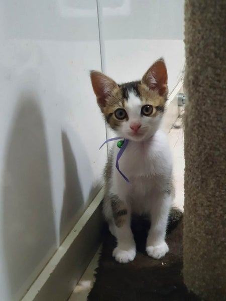 Beautiful kittens for free -friendly Carousel 4