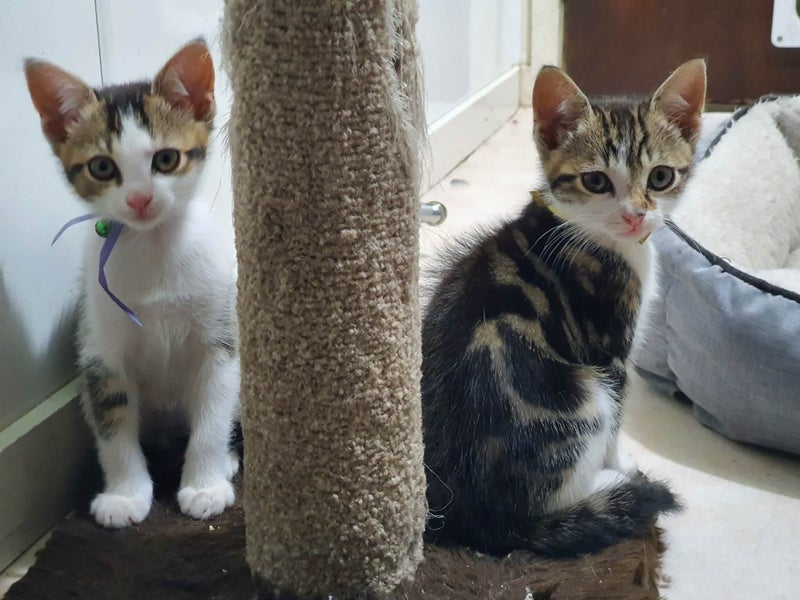 Beautiful kittens for free -friendly Carousel 2