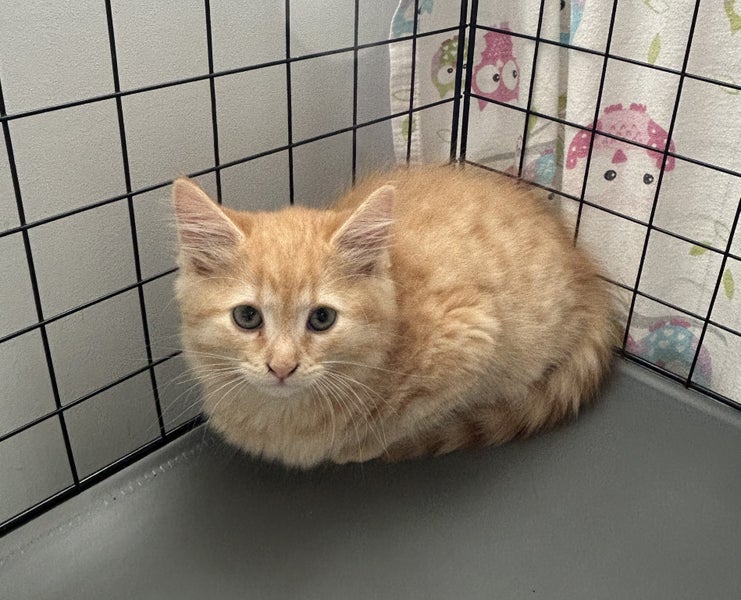 Beautiful Rescue Kittens Carousel 1