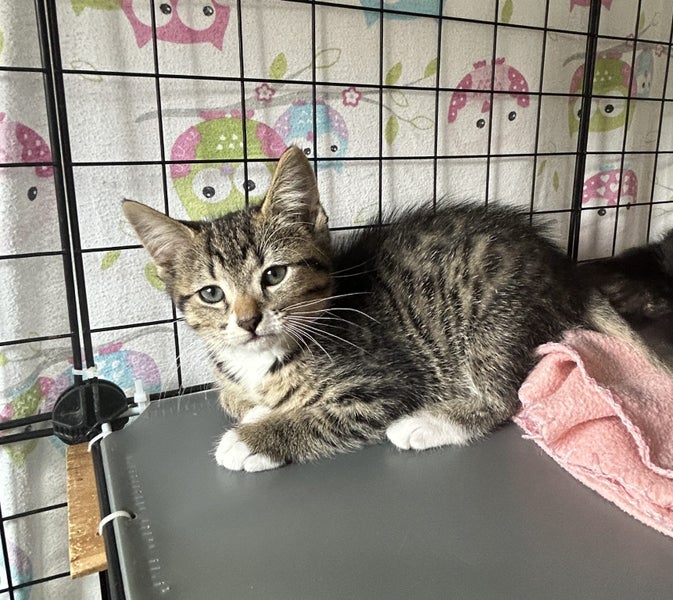 Beautiful Rescue Kittens Carousel 16