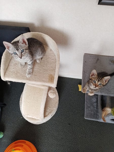 RESCUE KITTENS Carousel 1