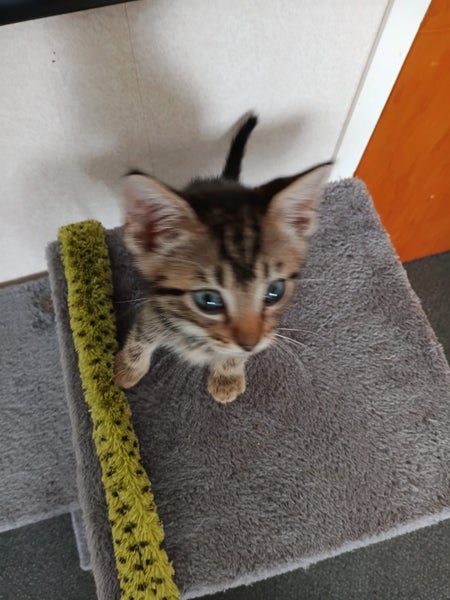 RESCUE KITTENS Carousel 2