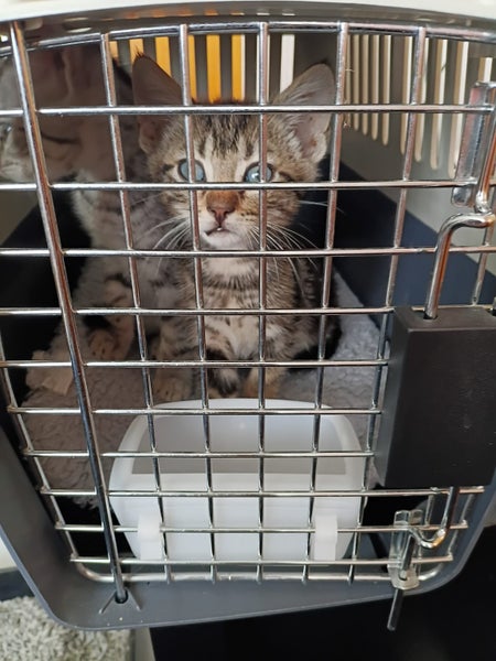 RESCUE KITTENS Carousel 5