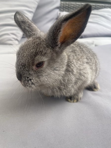 Mini lop bunnies Carousel 1
