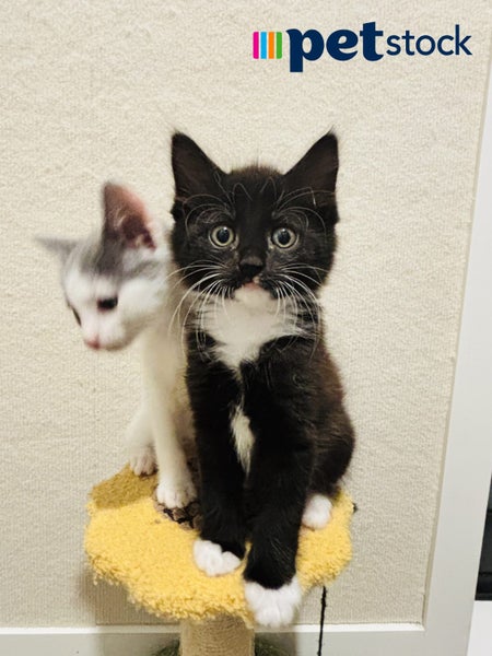 LONELY MIAOW KITTEN - MAX Carousel 1