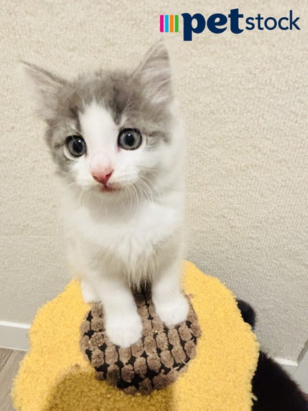 LONELY MIAOW KITTEN - TOM Carousel 1