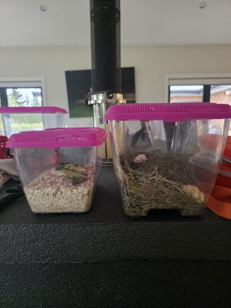 Leopard Gecko with full set up Carousel 4