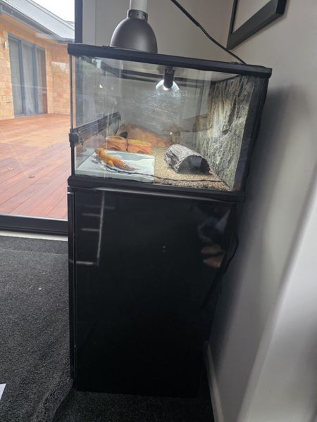 Leopard Gecko with full set up Carousel 2