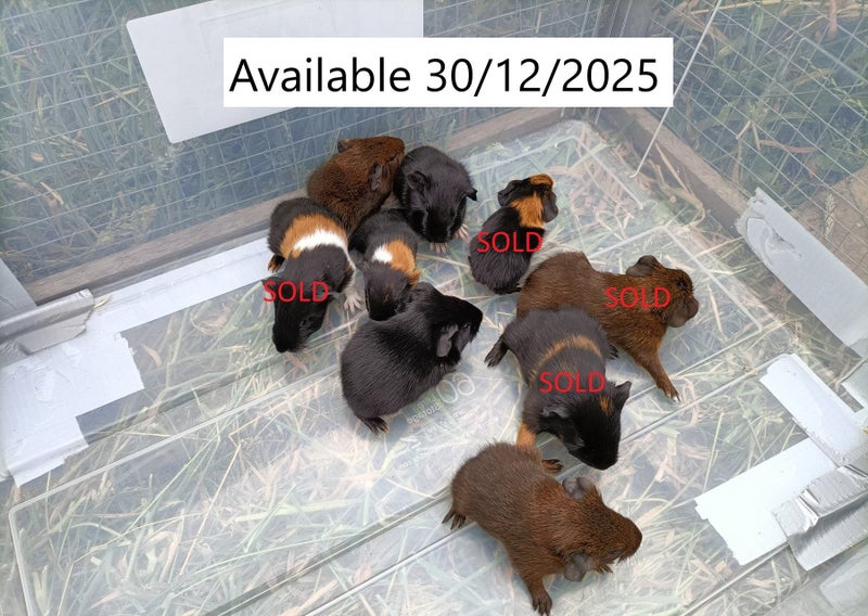 Baby Guinea Pigs (Napier) Carousel 2