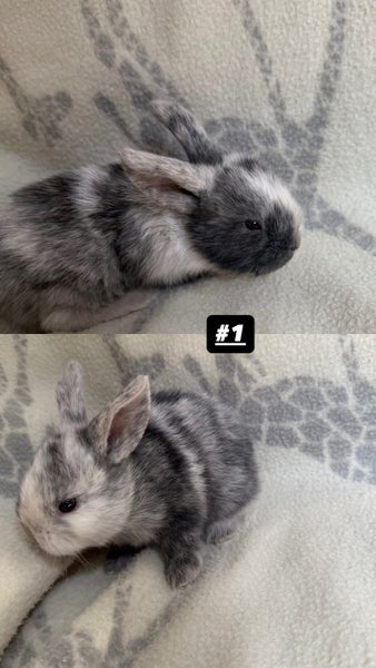 Baby Mini Lop Rabbits Carousel 2