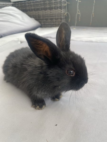 Mini lop bunnies Carousel 2