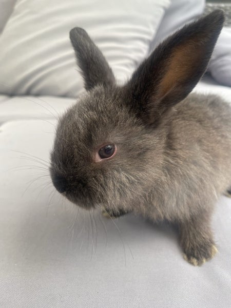 Mini lop bunnies Carousel 11