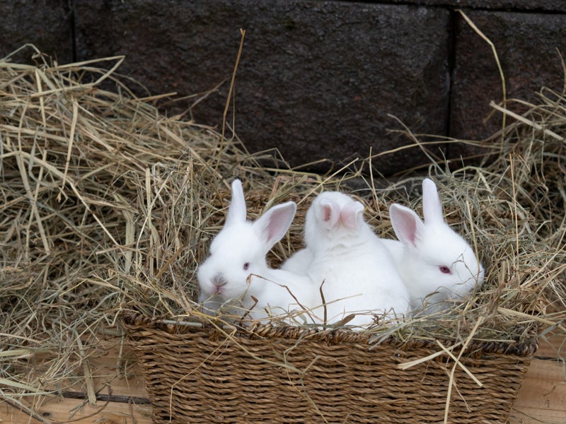 Californian X NZ White Rabbits Carousel 1