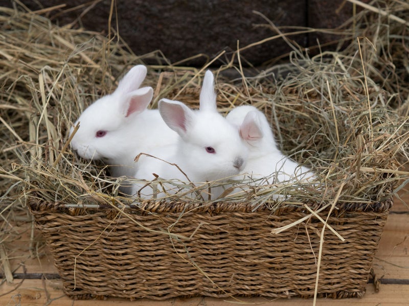Californian X NZ White Rabbits Carousel 2