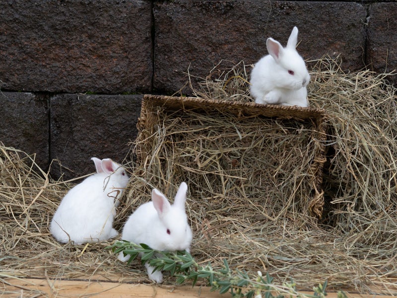 Californian X NZ White Rabbits Carousel 10