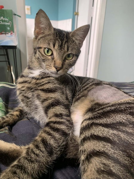 OPHELIA AVAILABLE TO ADOPT - PET WHISPERER RESCUE Carousel 1