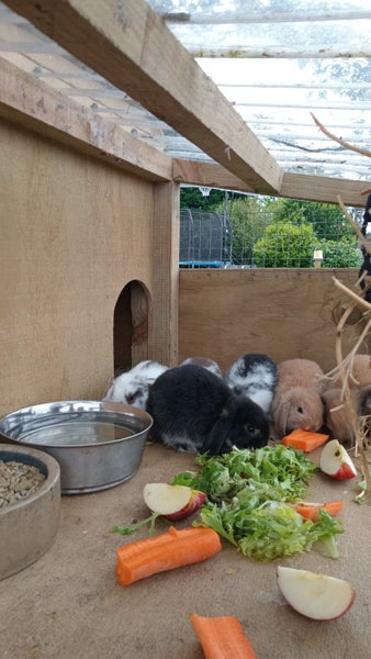 Minilop bunnies Carousel 1