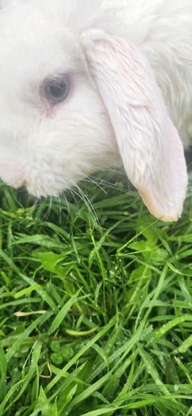 Minilop bunnies Carousel 1