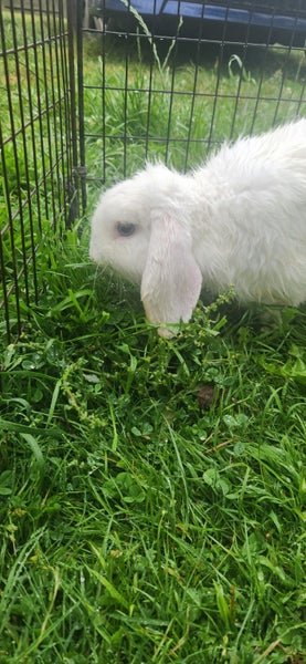 Minilop bunnies Carousel 2