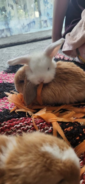 Minilop bunnies Carousel 6