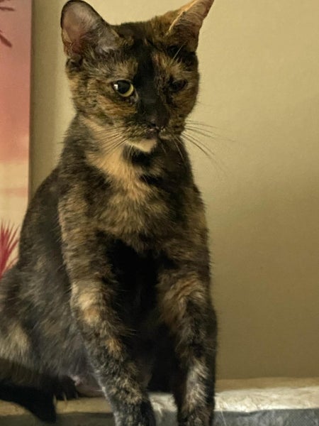 ROXY - AVAILABLE FOR ADOPTION - SWEET KITTY RESCUE Carousel 1