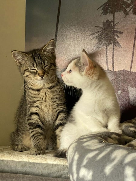 ZEPHYR - AVAILABLE FOR ADOPTION - SWEET KITTY RESCUE Carousel 2