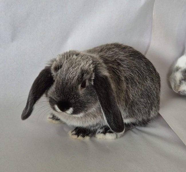 Adorable Minilop Baby Bunnies Carousel 2