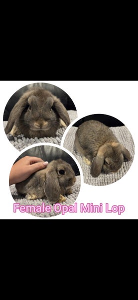 Mini Lop Rabbits Carousel 2