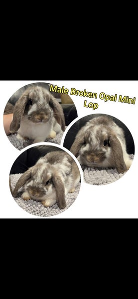 Mini Lop Rabbits Carousel 1