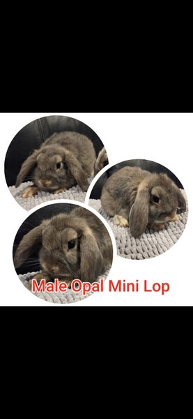 Mini Lop Rabbits Carousel 3