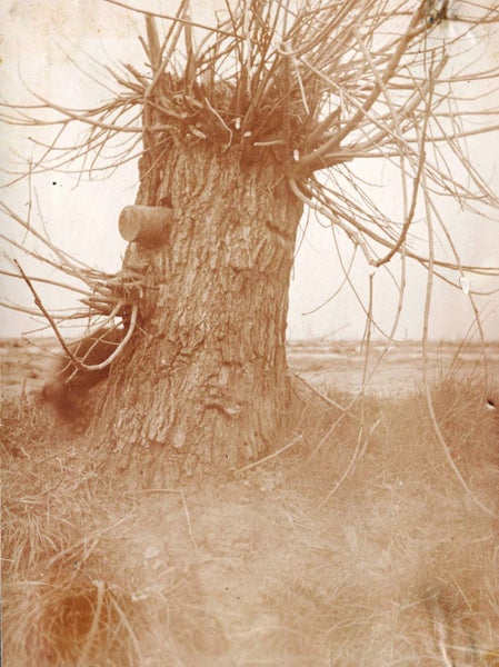 Photo Set: WW1 FLANDERS (set 2) German Army Set of 50 Reproduction 6x4" Photos Carousel 2