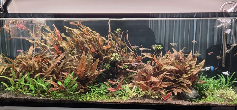 Flamingo crypt (pups) x3 Carousel 1