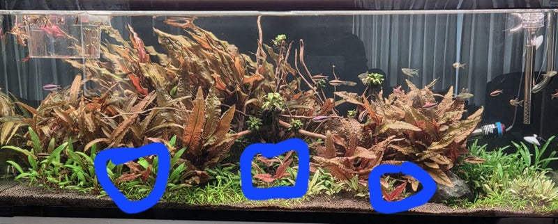 Flamingo crypt (pups) x3 Carousel 2