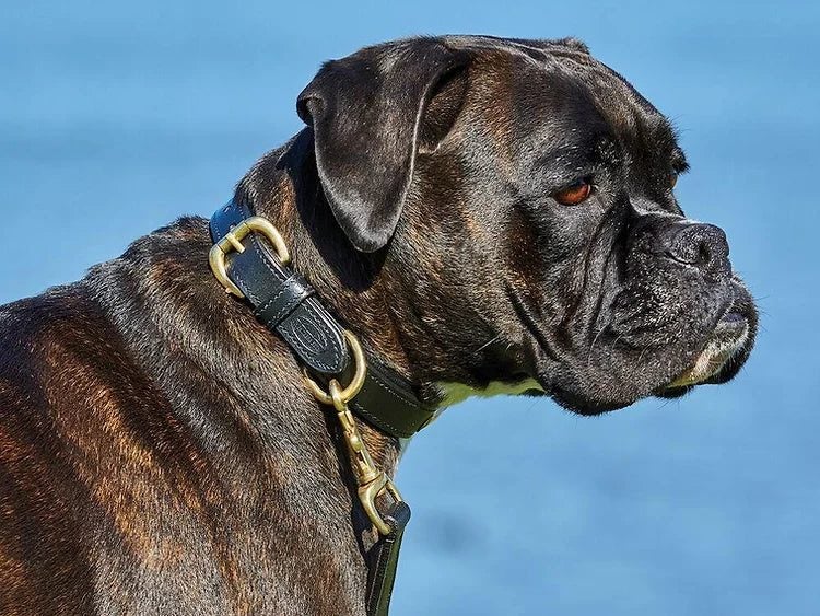 WeatherBeeta Weatherbeeta Padded Leather Dog Collar Carousel 2