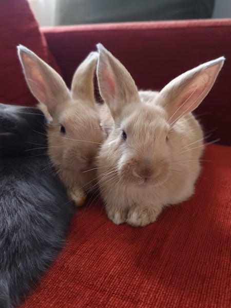 Purebred Flemish Giants Carousel 2