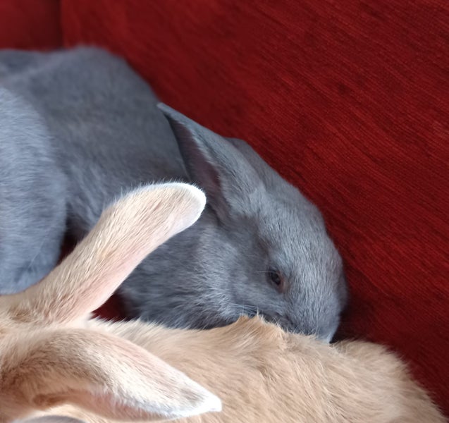 Purebred Flemish Giants Carousel 6