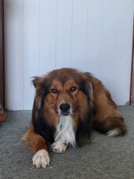 Border collie Stud Carousel 1