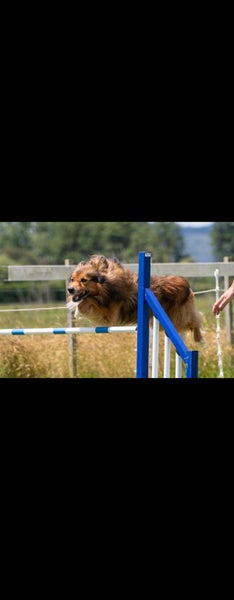 Border collie Stud Carousel 5