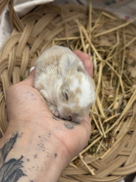 **Trained Mini Lop Bunny Rabbits & Care Package** Carousel 20