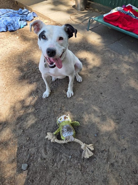 Kiko - DOGWATCH dog rescue & rehoming Carousel 1