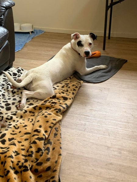 Kiko - DOGWATCH dog rescue & rehoming Carousel 3