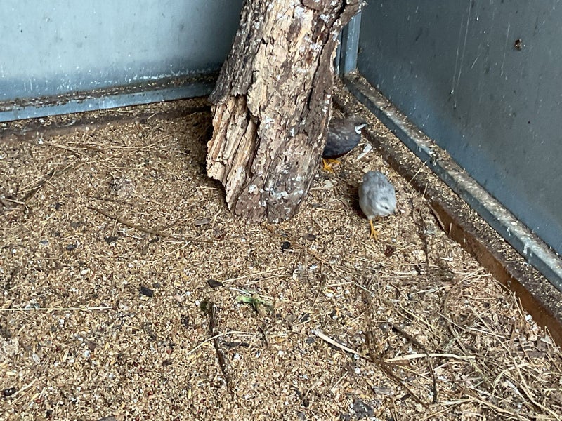 Quail pair Carousel 1